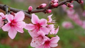新春桃花頌