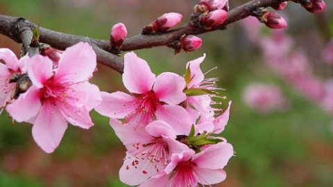 新春桃花頌