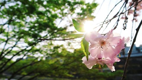 編後語：願「疫境下的城市風景」成為過去