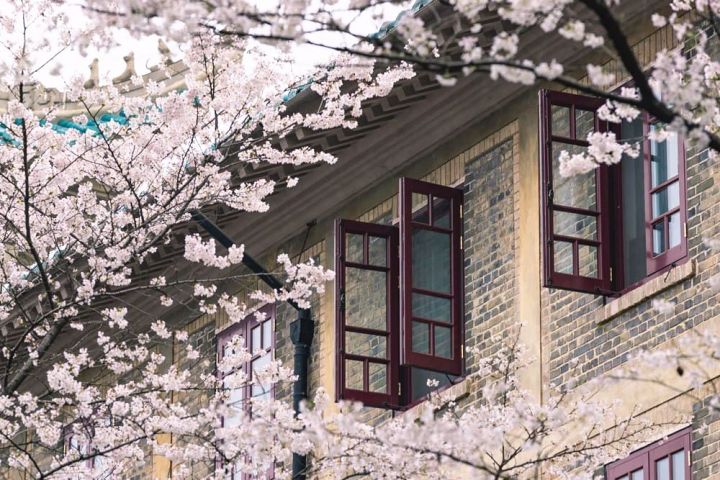 櫻花祭
