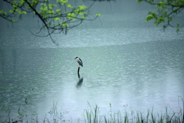 陣雨（外一首）
