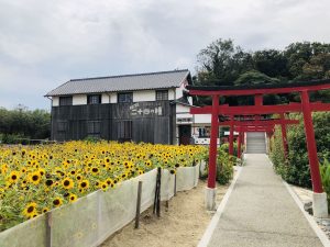 小豆島的橄欖樹及其他