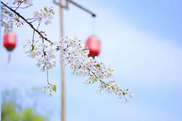就地過年