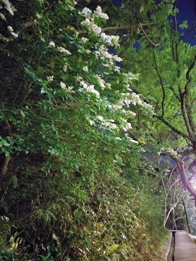 春深不知處