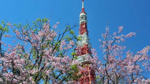 東京追櫻花