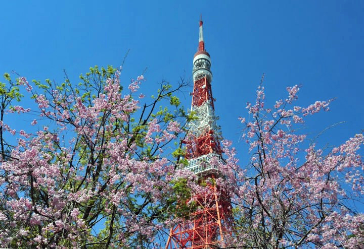東京追櫻花