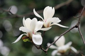 「人生看得幾清明」 ——清明節的歌