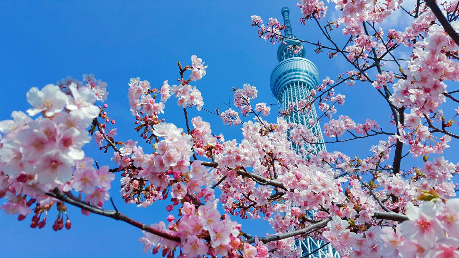 不負韶華舞流年 ——讀胡少璋《東京追櫻花》