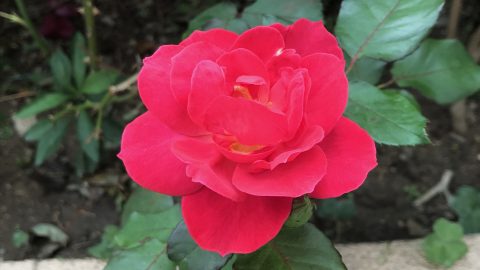 詠玫瑰、等待春風