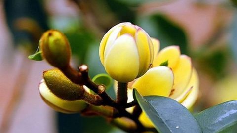 又見含笑花