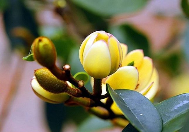 又見含笑花