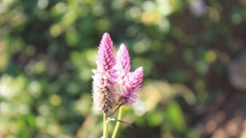 詠野花（外三首）