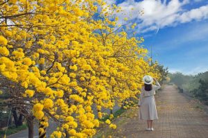 黃花正年少