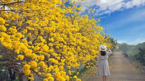 黃花正年少