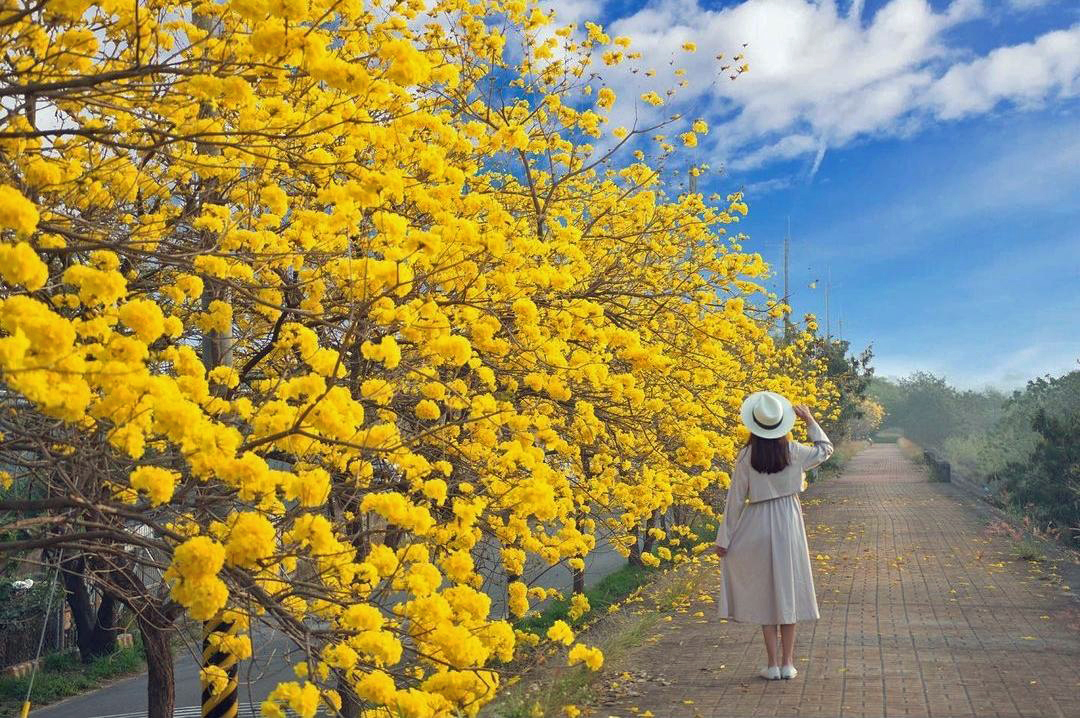 黃花正年少