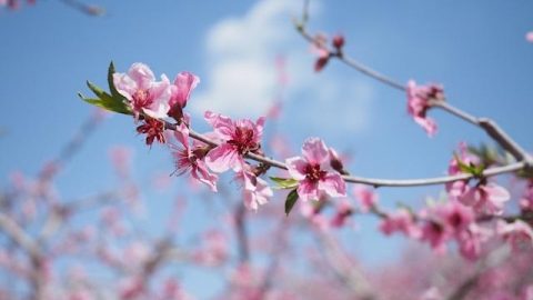 桃花（外四首）