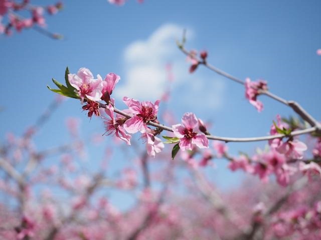 桃花（外四首）