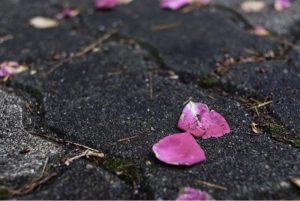 薄雨散策見山茶花瓣（外四首）
