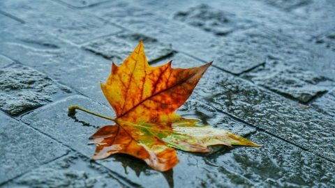 雨中見落葉（外四首）