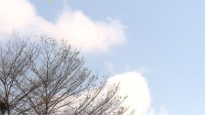 暖冬遐思述