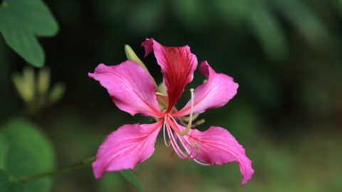 紫荊花開