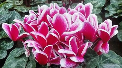 兔年花語（二章）