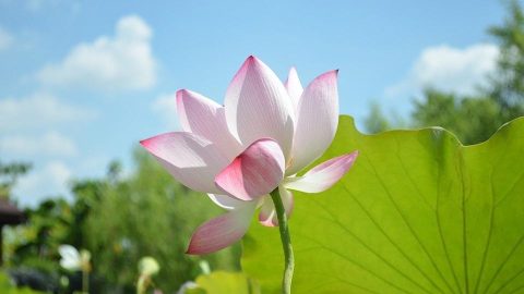 偕妻女植物園看荷（外三首）