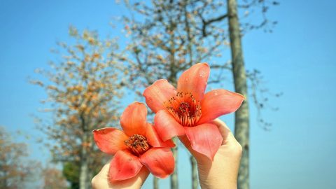五朵春花