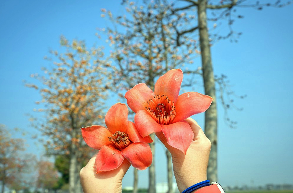 五朵春花