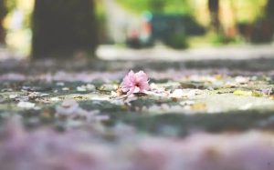 落花、年來