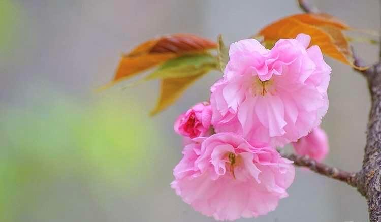 春憶初見