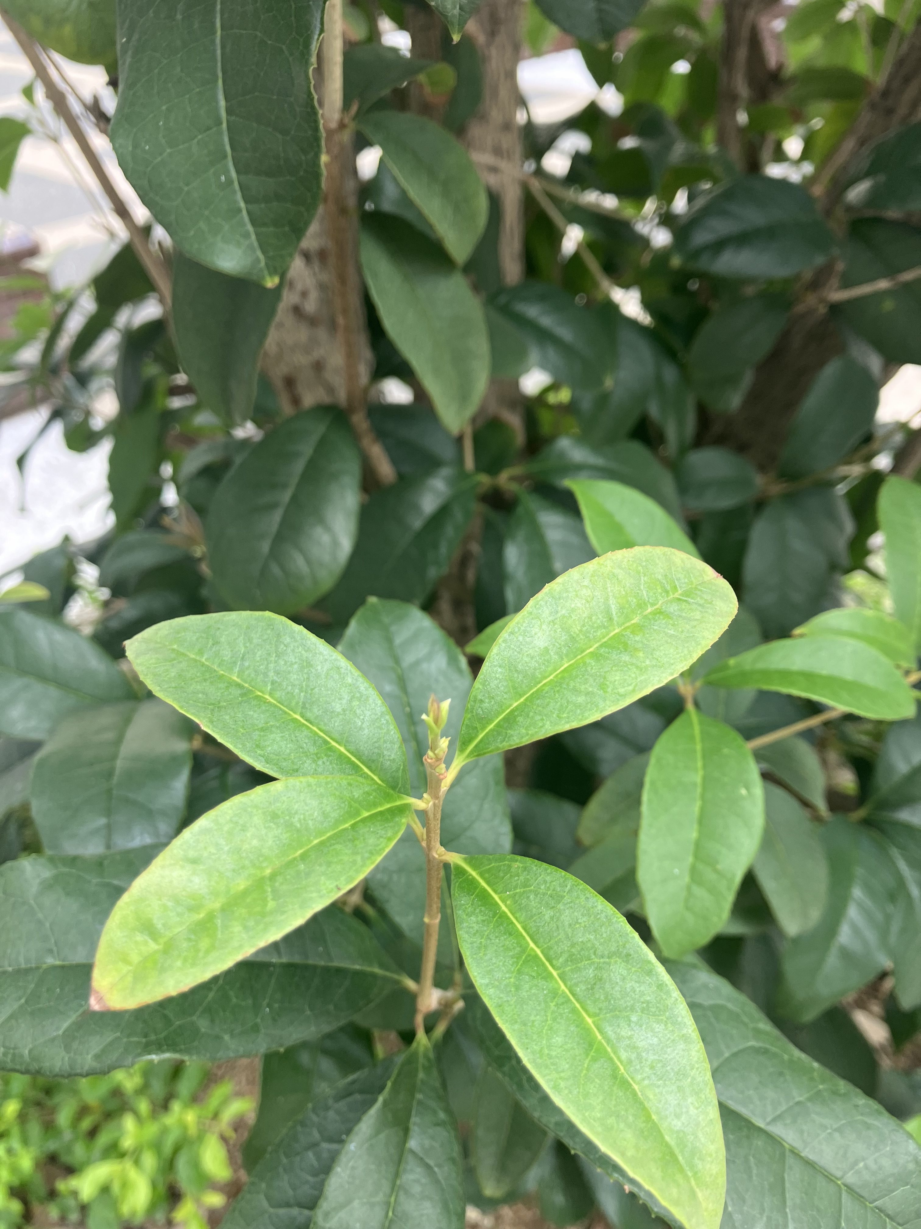 好風送香來