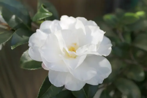 再見山茶花（外二首）