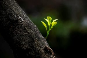 可敬的園丁──謹獻給香港作家聯會的文學組織者們