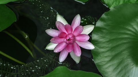 網上紅蓮（外二首）