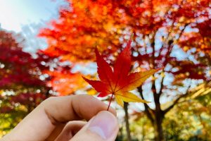 紅葉歌
