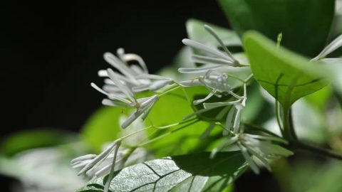 讀荀博近詩