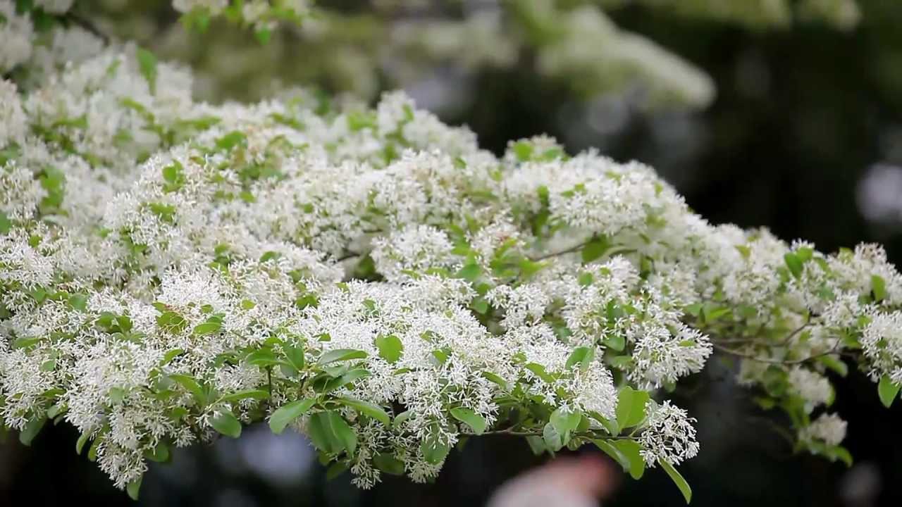憶曾敏之先生（外一首）
