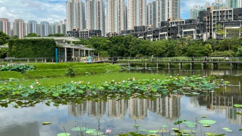 通往盛夏的記憶隧道 ——深秋遊香港濕地公園小記