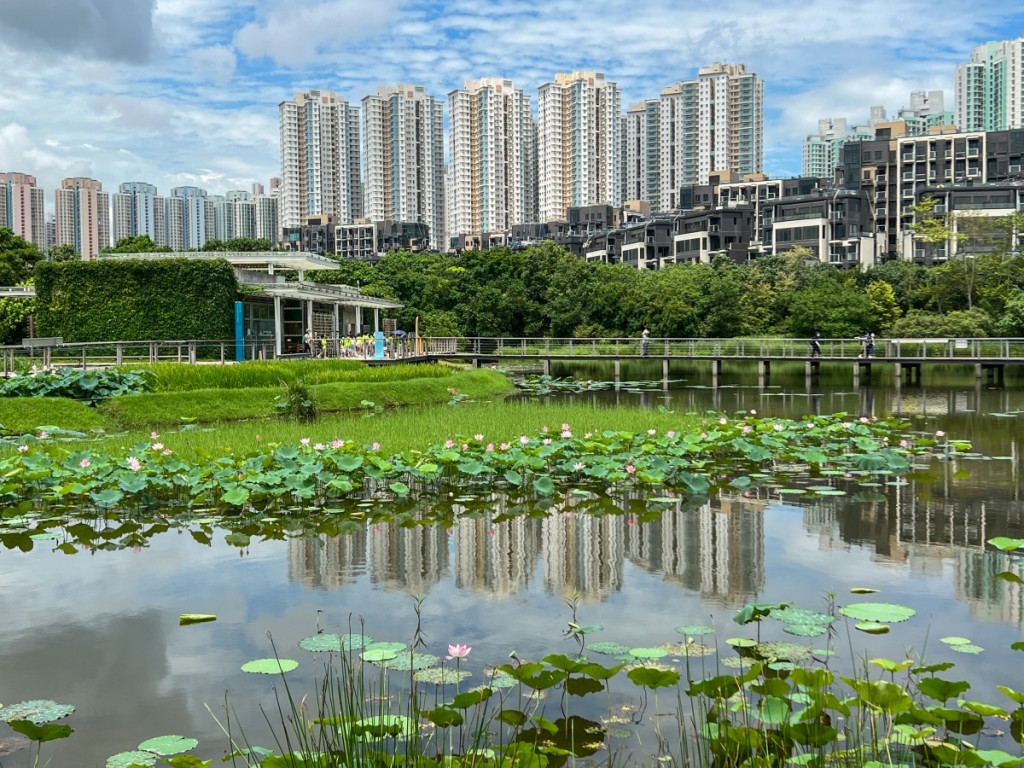 通往盛夏的記憶隧道 ——深秋遊香港濕地公園小記