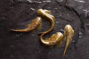 水流很急，你不急於釣魚