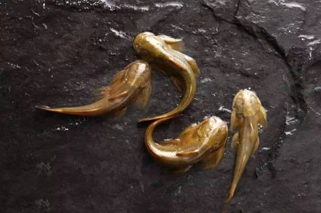 水流很急，你不急於釣魚