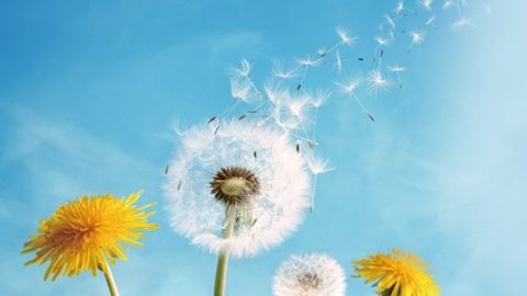 編後語：懷念蔡瀾與鄭愁予先生