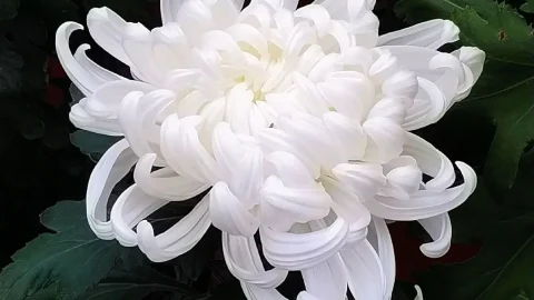 大埔火災感懷