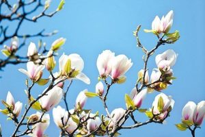 《香港作家》網絡版第三十七期（2026年2月號）徵稿