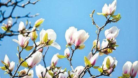 《香港作家》網絡版第三十七期（2026年2月號）徵稿