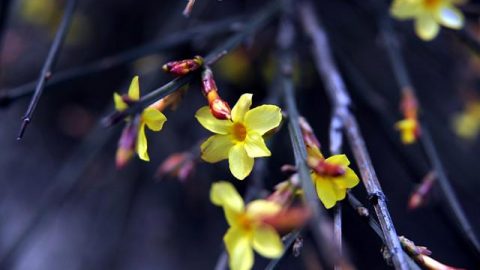 丙午迎新（外二首）