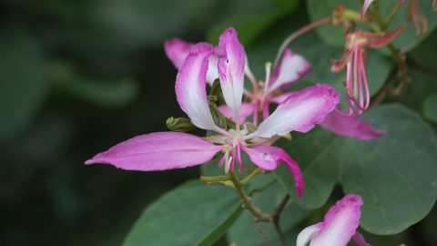 五花賀春（散文詩五章）