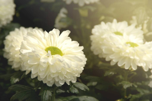 十四行白菊花（外一首）