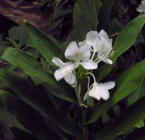 再別野薑花（外二首）
